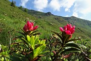 13 Primi rododendri in fiore